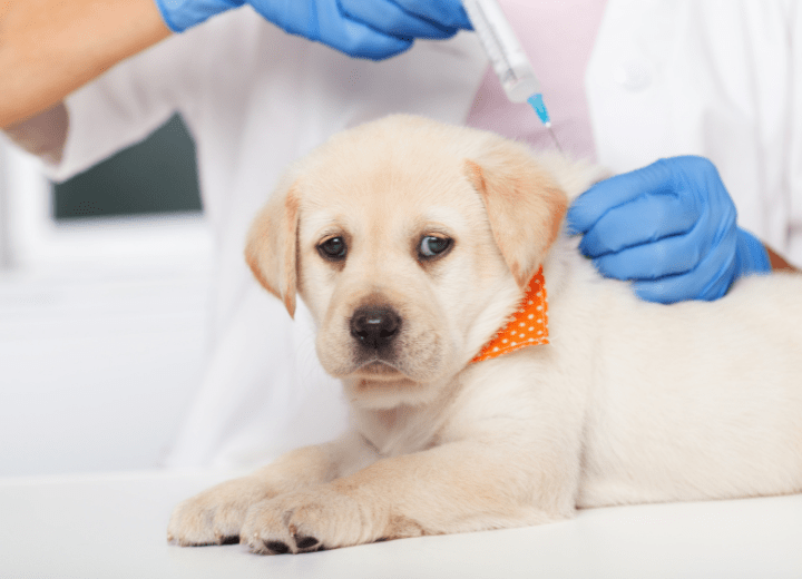 vacunando un perro
